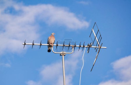 Téléchargez les photos : Oiseau sur le toit de la ville - en image libre de droit