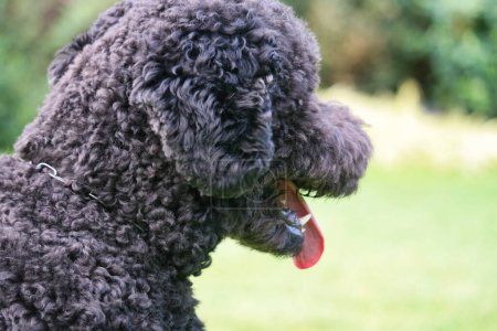 Téléchargez les photos : Mignon chien noir dans le parc de Londres - en image libre de droit