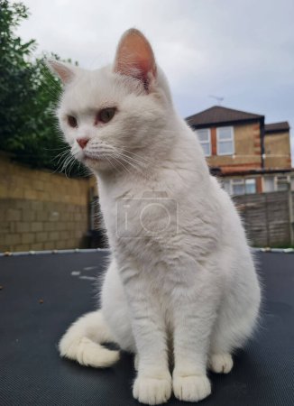 Foto de Cute Persian Kitten Poses in the Home Garden en Luton Town of England Reino Unido. Imagen fue capturada el 13 de agosto de 2023 - Imagen libre de derechos