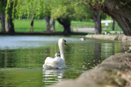 Foto de Cute Water Bird at Local Public Park 's Lake of Bedford City of England Gran Bretaña, Reino Unido. Imagen fue capturada el 22 de abril de 2023 - Imagen libre de derechos