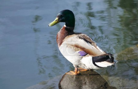 Téléchargez les photos : Cute Water Bird at Local Public Park's Lake of Bedford City of England Grande-Bretagne, Royaume-Uni. Image prise le 22 avril 2023 - en image libre de droit