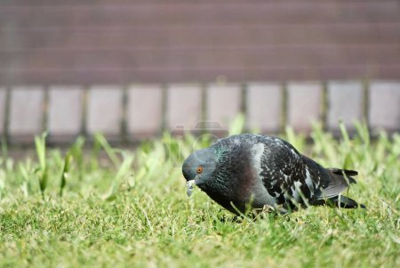 Téléchargez les photos : Mignon pigeon est assis sur l'herbe à Bedford City of England - en image libre de droit