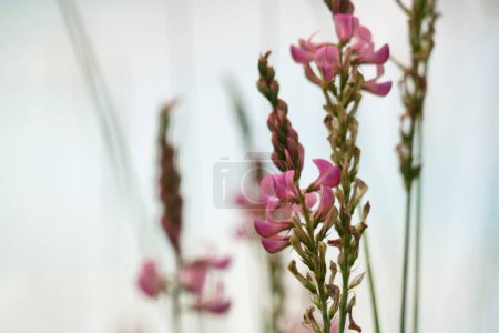Foto de Primer plano más hermoso de la planta y la flor en el paisaje de campo de afiladores Clappers, Luton, Gran Bretaña Reino Unido. - Imagen libre de derechos
