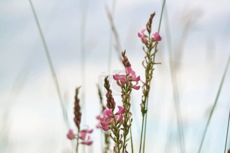 Foto de Primer plano más hermoso de la planta y la flor en el paisaje de campo de afiladores Clappers, Luton, Gran Bretaña Reino Unido. - Imagen libre de derechos