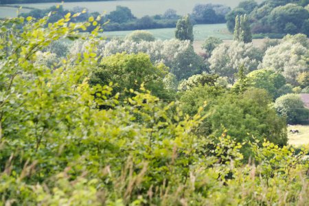 Téléchargez les photos : Le plus beau paysage de campagne britannique à Sharpenhoe Clappers Valley en Angleterre Luton, Royaume-Uni. Image a été prise le 24 juin 2023 - en image libre de droit