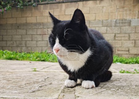 Foto de Cute Kitten está posando en el jardín casero en Luton, Inglaterra - Imagen libre de derechos