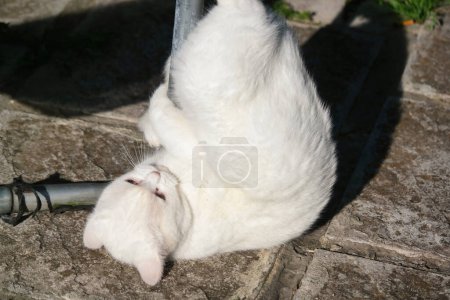 Téléchargez les photos : Chaton mignon pose dans le jardin de la maison à Luton, Angleterre Royaume-Uni - en image libre de droit