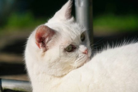 Foto de Cute Kitten está posando en el jardín casero en Luton, Inglaterra - Imagen libre de derechos