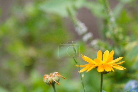 Téléchargez les photos : Superbe vue rapprochée de belles fleurs et plantes à la campagne d'Angleterre Royaume-Uni - en image libre de droit