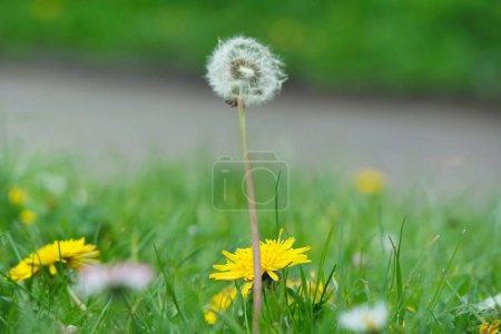 Photo for Gorgeous Closeup view of Beautiful Flower and Plant at Countryside of England UK - Royalty Free Image