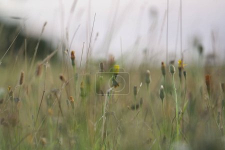 Téléchargez les photos : Superbe vue rapprochée de belles fleurs et plantes à la campagne d'Angleterre Royaume-Uni - en image libre de droit