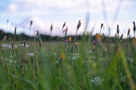 Foto de Hermosa vista de cerca de la hermosa flor y planta en el campo de Inglaterra Reino Unido - Imagen libre de derechos