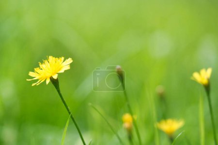 Foto de Hermosa vista de cerca de la hermosa flor y planta en el campo de Inglaterra Reino Unido - Imagen libre de derechos