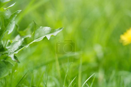 Photo for Gorgeous Closeup view of Beautiful Flower and Plant at Countryside of England UK - Royalty Free Image