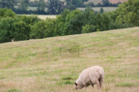 Photo for Beautiful Low Angle View of British Lamb and Sheep Farms at Upper Sundon Park Luton, England UK. Image Was captured on August 15th, 2023 during sunset at Countryside of UK - Royalty Free Image