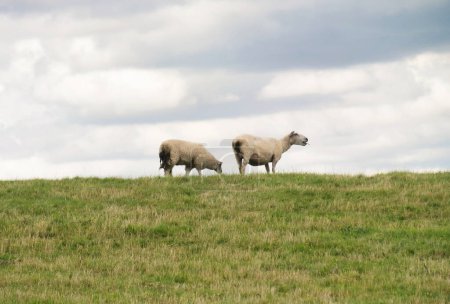 Foto de Beautiful Low Angle View of British Lamb and Sheep Farms at Upper Sundon Park Luton, Inglaterra. Image Fue capturada el 15 de agosto de 2023 al atardecer en Countryside of UK - Imagen libre de derechos