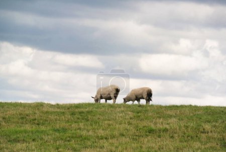 Téléchargez les photos : Belle vue à angle bas des fermes britanniques d'agneaux et de moutons à Upper Sundon Park Luton, Angleterre Royaume-Uni. Image a été prise le 15 août 2023 pendant le coucher du soleil à la campagne du Royaume-Uni - en image libre de droit