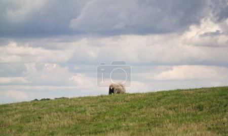 Photo for Beautiful Low Angle View of British Lamb and Sheep Farms at Upper Sundon Park Luton, England UK. Image Was captured on August 15th, 2023 during sunset at Countryside of UK - Royalty Free Image