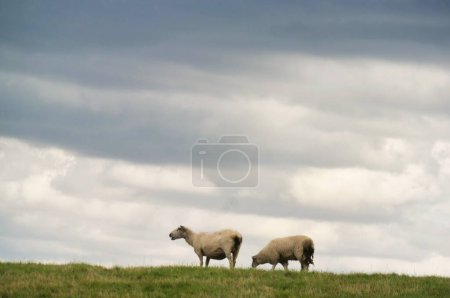 Téléchargez les photos : Belle vue à angle bas des fermes britanniques d'agneaux et de moutons à Upper Sundon Park Luton, Angleterre Royaume-Uni. Image a été prise le 15 août 2023 pendant le coucher du soleil à la campagne du Royaume-Uni - en image libre de droit