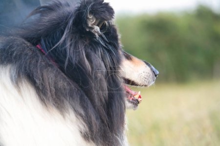 Téléchargez les photos : Un chien noir et blanc avec les cheveux longs dans la promenade du soir - en image libre de droit