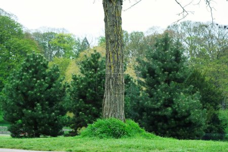 Foto de Hermosos árboles en un paisaje británico - Imagen libre de derechos