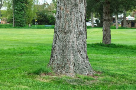 Téléchargez les photos : De beaux arbres dans un paysage britannique - en image libre de droit
