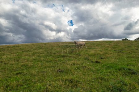 Téléchargez les photos : La plus belle vue à angle élevé du paysage de campagne britannique à Sharpenhoe Clappers près de Luton City en Angleterre Grande-Bretagne. Image prise le 15 août 2023 - en image libre de droit