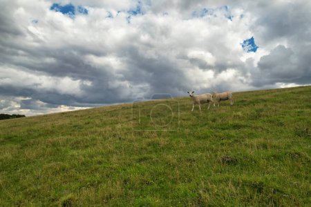 Téléchargez les photos : La plus belle vue à angle élevé du paysage de campagne britannique à Sharpenhoe Clappers près de Luton City en Angleterre Grande-Bretagne. Image prise le 15 août 2023 - en image libre de droit