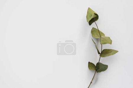 Set botanic dry green leaves, eucalyptus branches,isolated on white background.