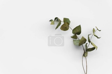 Set de hojas verdes secas botánicas, ramas de eucalipto, aisladas sobre fondo blanco.