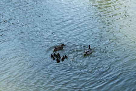 niedliche Entchen, Entenbabys, die der Mutter in der Schlange folgen, See, symbolische figürliche harmonische friedliche Tierfamilie