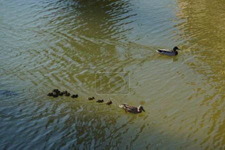 niedliche Entchen, Entenbabys, die der Mutter in der Schlange folgen, See, symbolische figürliche harmonische friedliche Tierfamilie