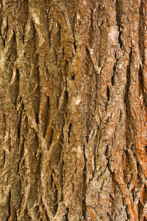 Téléchargez les photos : Écorce d'arbre. Texture d'écorce d'arbre sans couture - en image libre de droit
