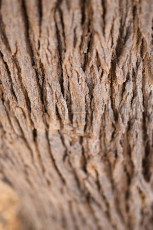 Téléchargez les photos : Écorce d'arbre. Texture d'écorce d'arbre sans couture - en image libre de droit