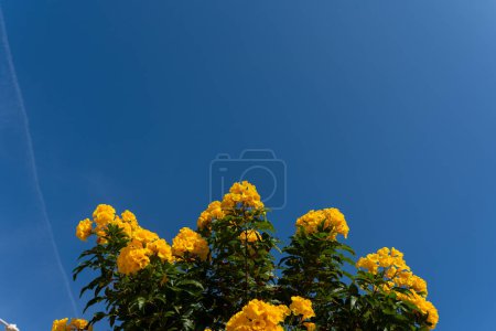Yellow bells flowers green leaves blue sky background,bush, beautiful flower branch