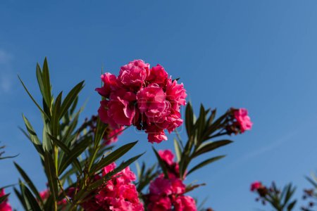 pink magenta bells flowers green leaves blue sky background,bush, beautiful flower branch