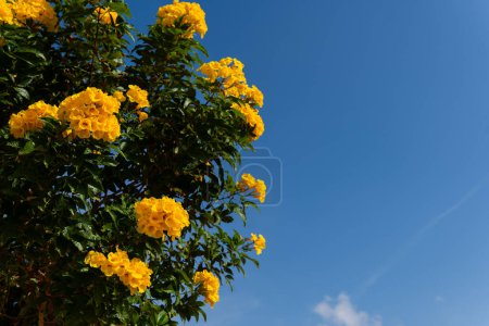 yellow bell flowers green leaves blue sky background,bush, beautiful flower branch