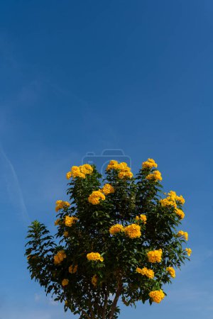 gelbe Glockenblumen grüne Blätter blauer Himmel Hintergrund, Busch, schöne Blume Zweig