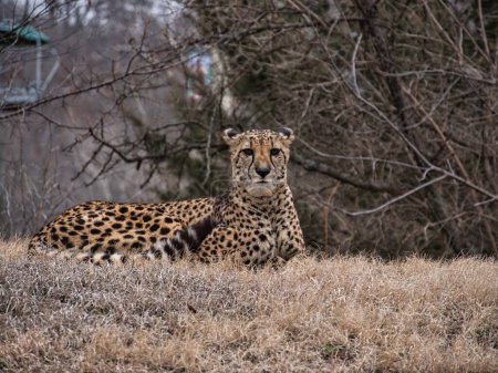 Photo for Yellow and black male cheetah relaxing in the meadow at the Kansas City Zoo - Royalty Free Image