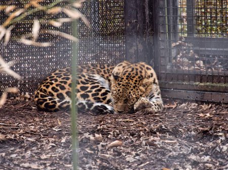 Téléchargez les photos : Un léopard d'Amour fait une sieste de chat au zoo de Kansas City - en image libre de droit