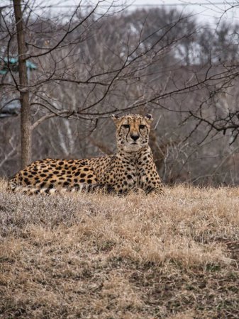 Photo for Yellow and black male cheetah relaxing in the meadow at the Kansas City Zoo - Royalty Free Image