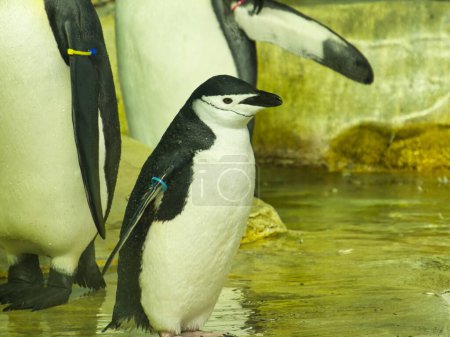 Téléchargez les photos : Un jeune pingouin Chinstrap se promène autour de l'exposition au zoo de Kansas City - en image libre de droit