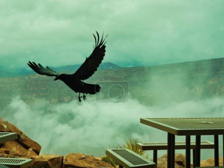 Enorme cuervo volando fuera de las mesas de picnic en el borde oeste del Gran Cañón en un día de niebla en las nubes
