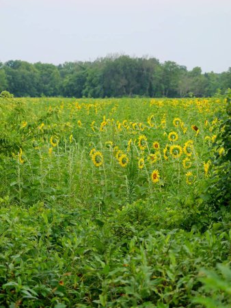 Photo for Beautiful Public Sunflower Near Hillsdale Kansas - KS the Sunflower State - Royalty Free Image