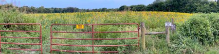 Photo for Beautiful Public Sunflower Near Hillsdale Kansas - KS the Sunflower State - Royalty Free Image