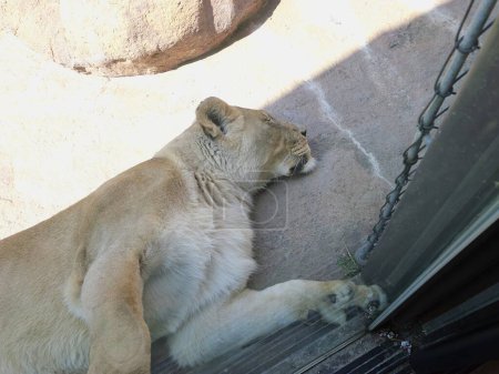 Foto de Topeka, Kansas - 22 de julio de 2023: León durmiente en el zoológico - Imagen libre de derechos