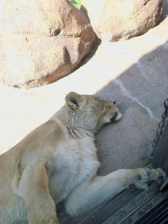 Photo for Topeka, Kansas - July 22, 2023: Sleeping Lion at the Zoo - Royalty Free Image