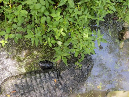 Photo for American Alligator in Southern Swampy Bayou Habitat - Royalty Free Image