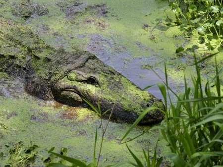 Photo for American Alligator in Southern Swampy Bayou Habitat - Royalty Free Image