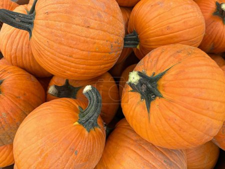 Téléchargez les photos : Plusieurs grandes citrouilles orange pour les activités d'automne comme Halloween et Thanksgiving - en image libre de droit